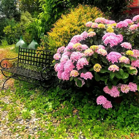 Hortensia By Le Rose